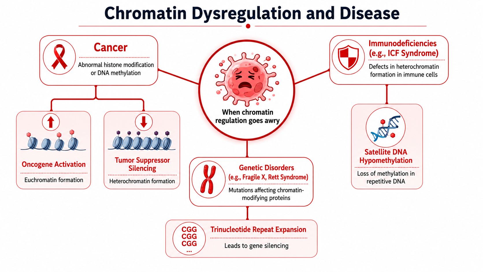 A diagram illustrating how chromatin dysregulation contributes to cancer, immunodeficiencies, and various genetic disorders.