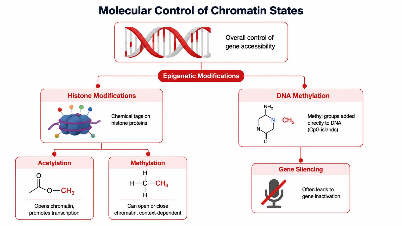A diagram illustrating the molecular control of chromatin states via histone modifications and DNA methylation mechanisms.