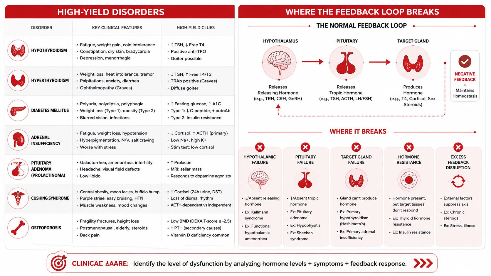 An infographic detailing common endocrine disorders, their symptoms, high-yield clues, and how feedback loops break in the body.
