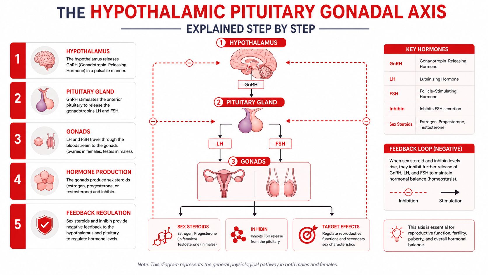 An infographic detailing the hypothalamic-pituitary-gonadal axis and how hormones regulate the reproductive system step by step.
