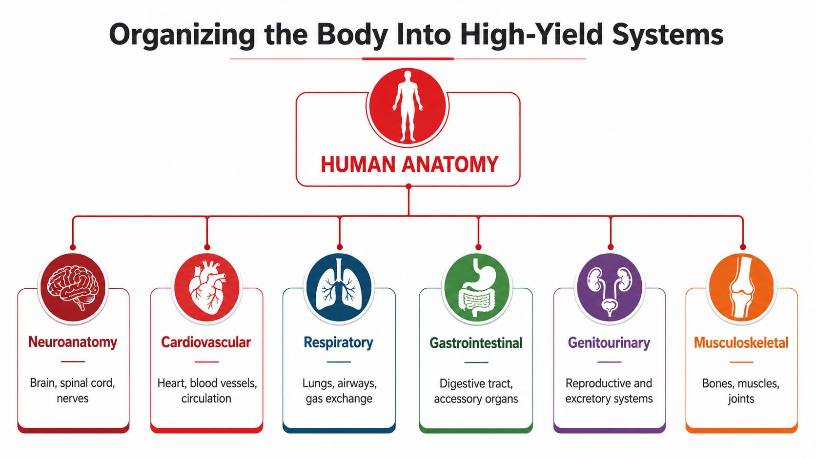 A diagram outlining human anatomy by categorizing it into six major high-yield organ systems.