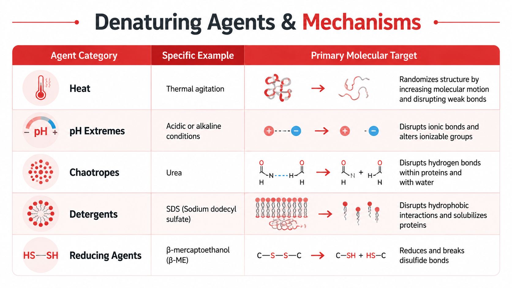 A chart illustrating different chemical and physical denaturing agents, their specific examples, mechanisms, and molecular target effects.