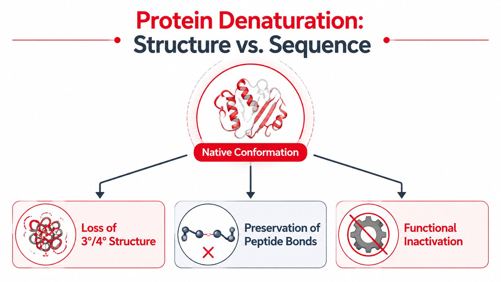 A diagram illustrating protein denaturation showing the native conformation, loss of tertiary or quaternary structure, and functional inactivation.