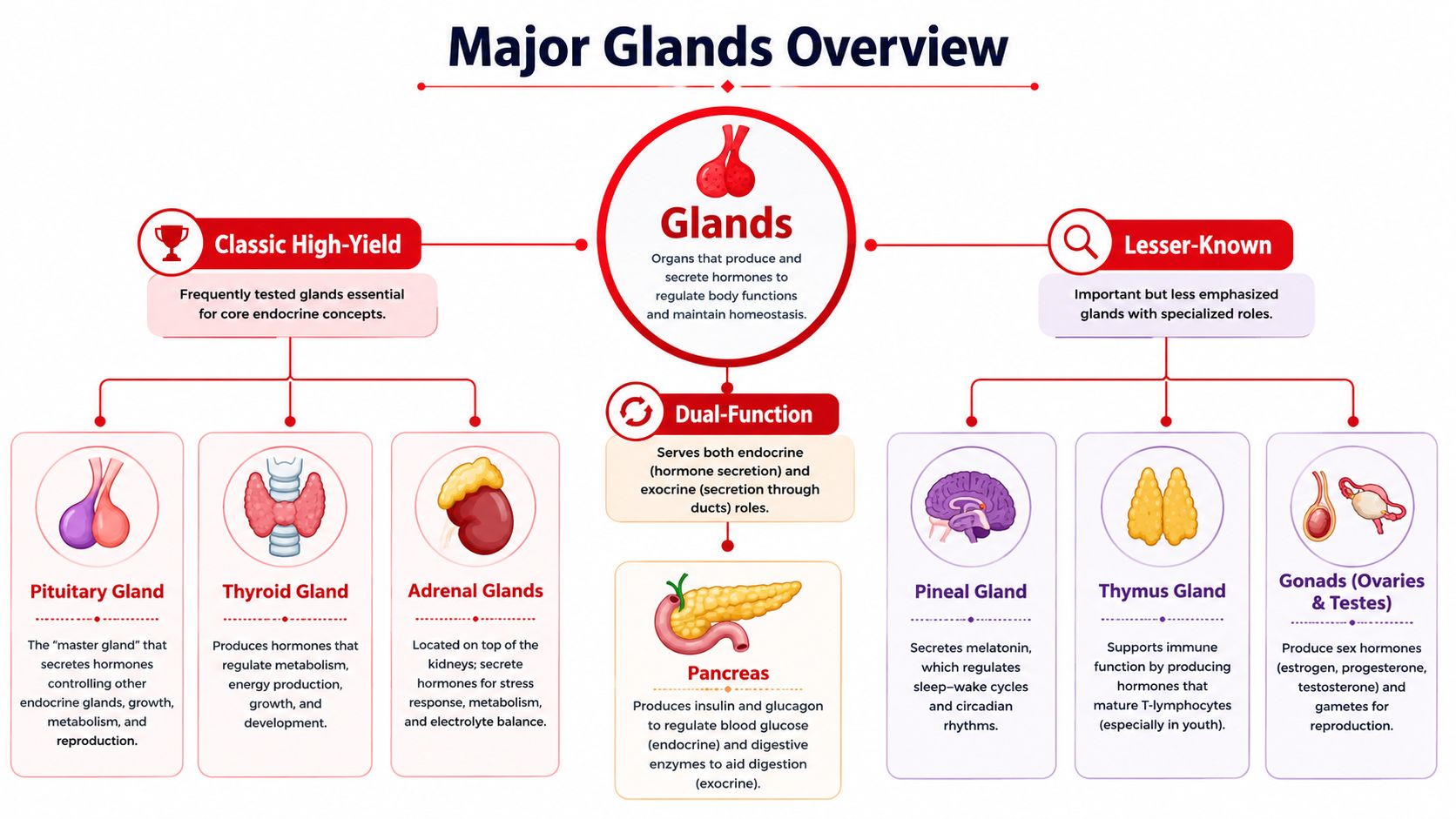 A comprehensive infographic illustrating the major endocrine and exocrine glands, their primary functions, and clinical classifications.