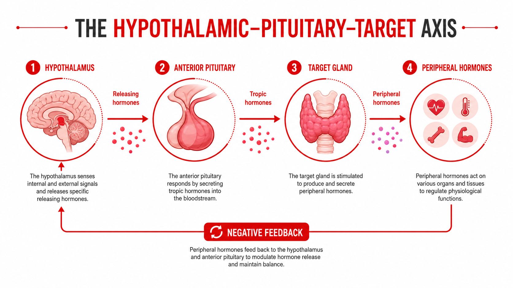 A diagram illustrating the Hypothalamic-Pituitary-Target axis showing hormonal signaling and the negative feedback mechanism.