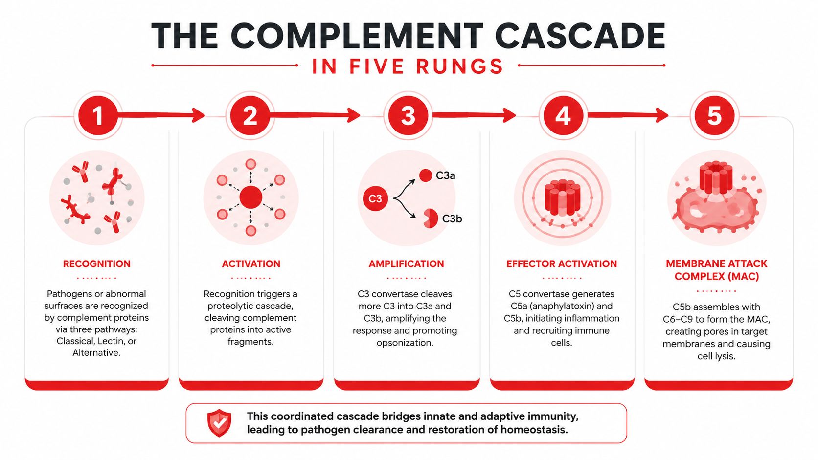 A diagram illustrating the five steps of the complement cascade in the human immune system.