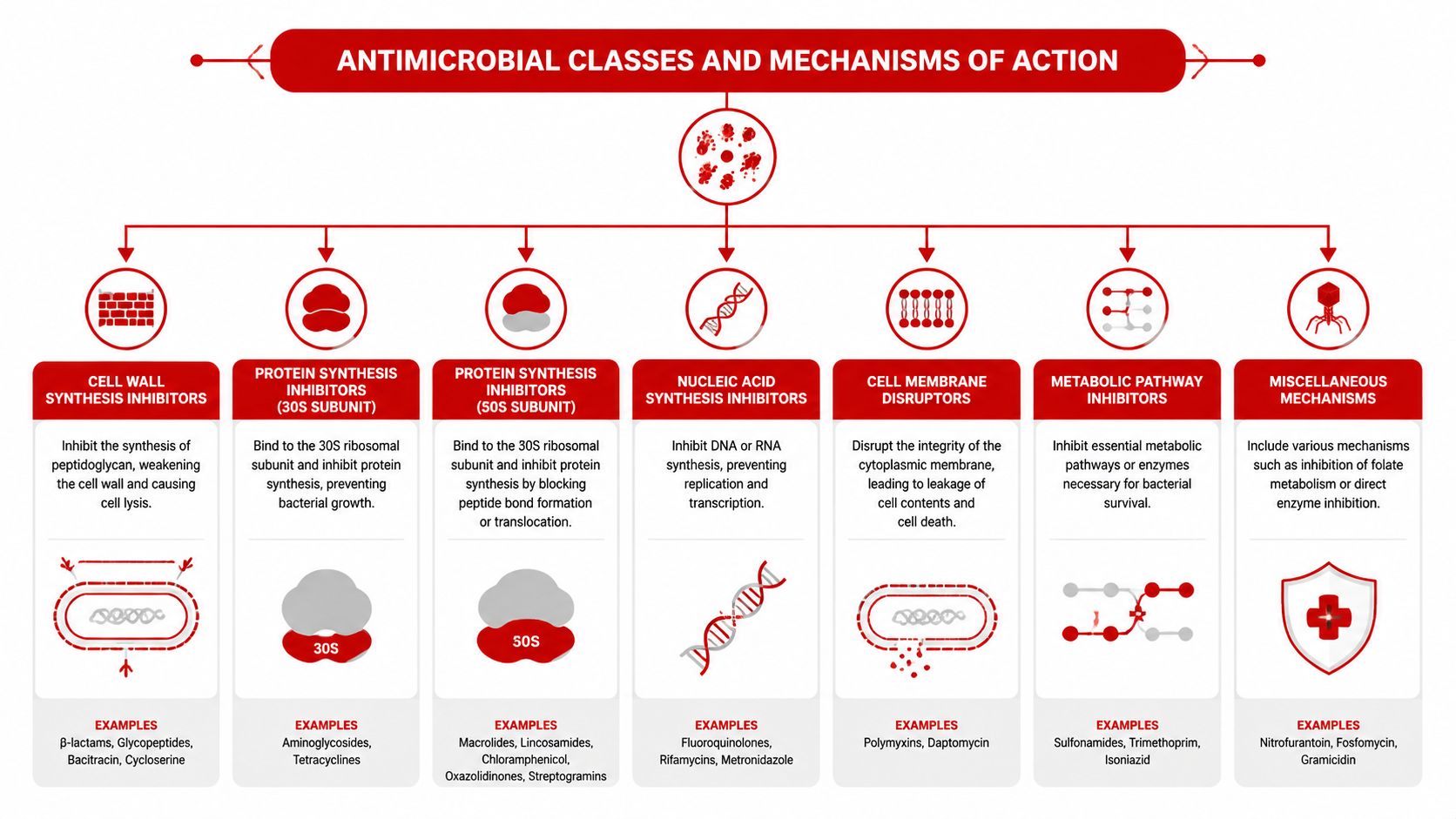 A diagram illustrating seven major antimicrobial classes and their specific mechanisms of action against bacterial cells.