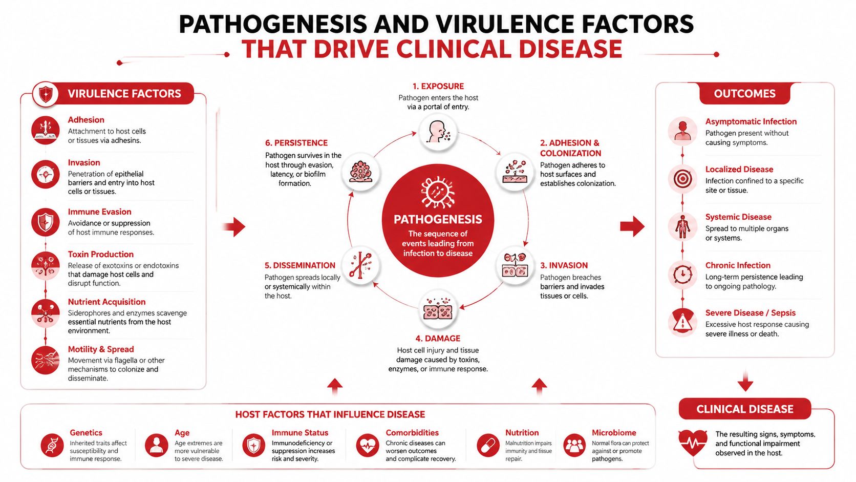 A diagram illustrating the pathogenesis and virulence factors that lead to clinical disease in a human host.