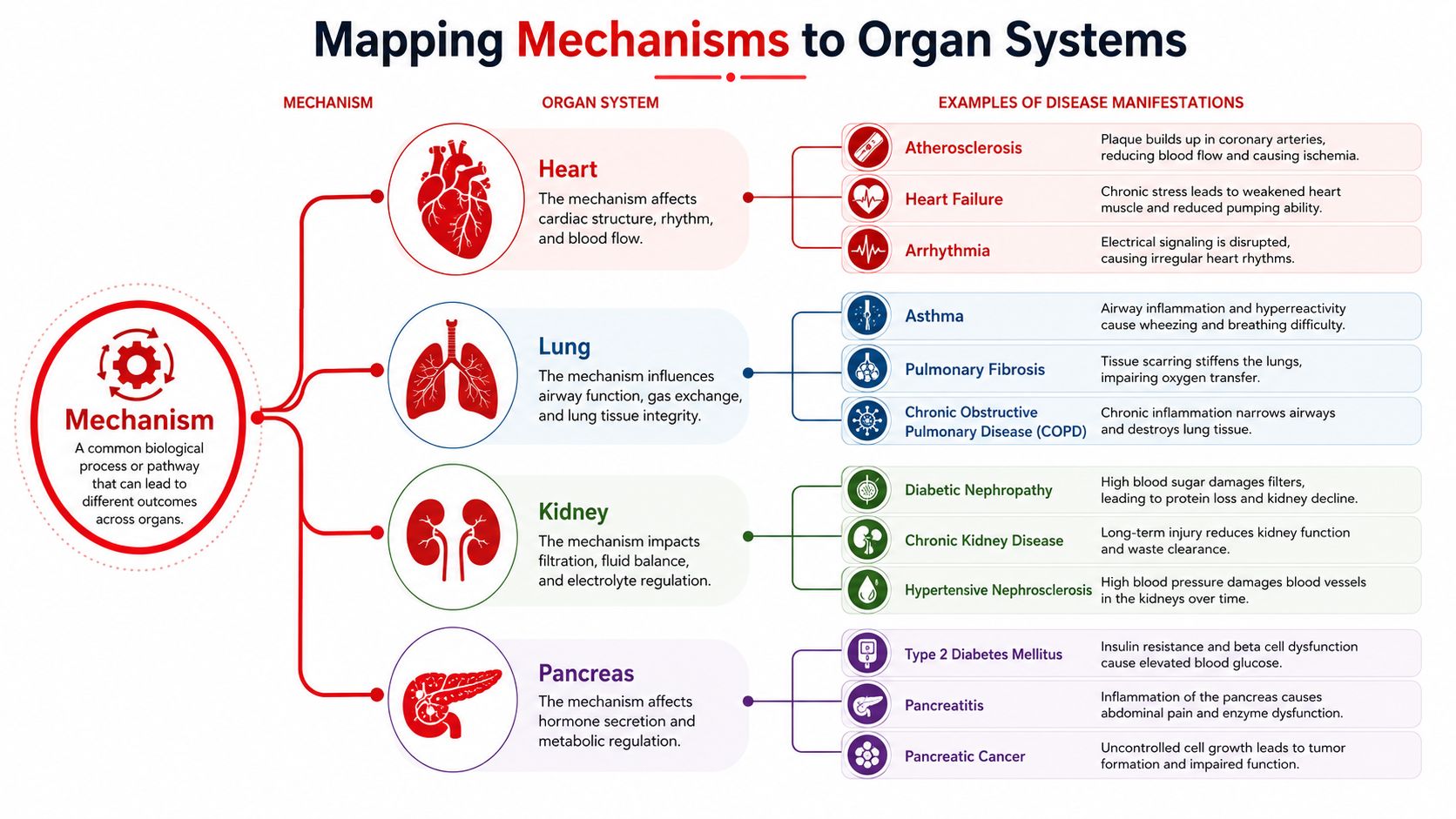 A diagram mapping biological mechanisms to specific organ systems and their associated disease manifestations in the human body.