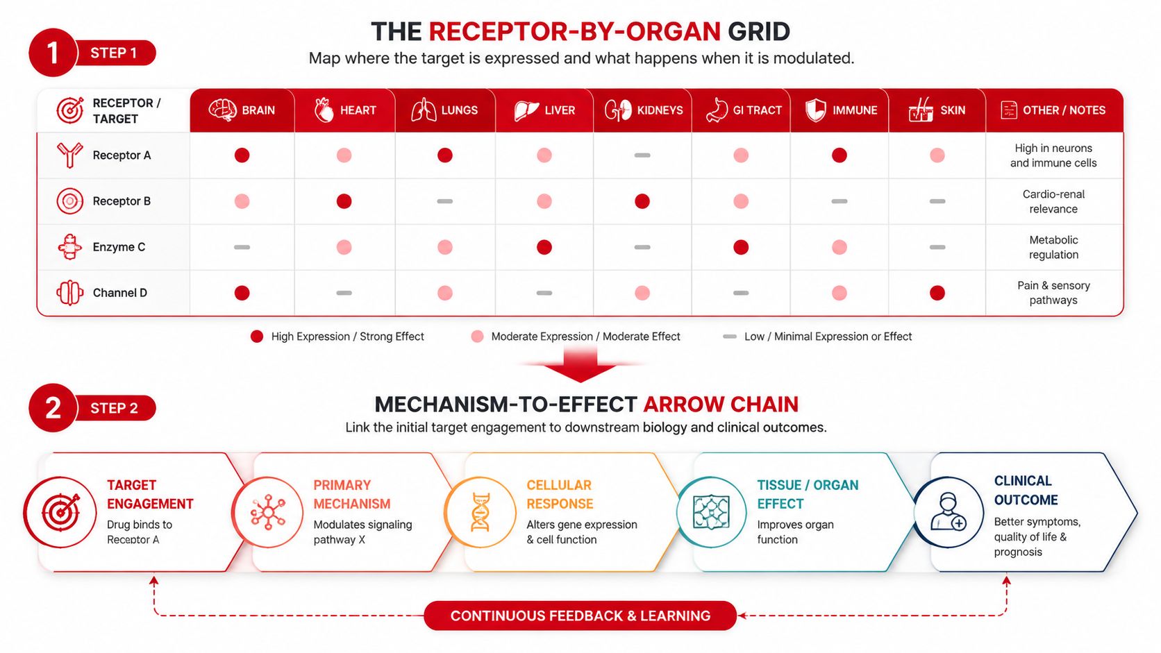 A diagram illustrating drug development steps, including a receptor-by-organ expression grid and a mechanism-to-effect arrow chain flowchart.