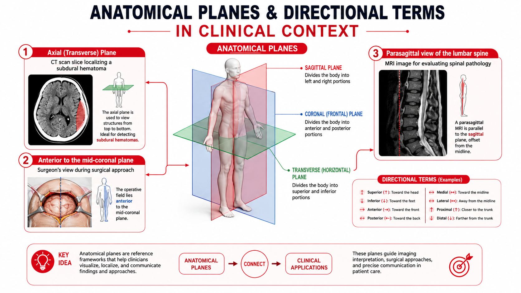 An educational infographic illustrating anatomical planes and directional terms applied in medical imaging and surgical contexts.