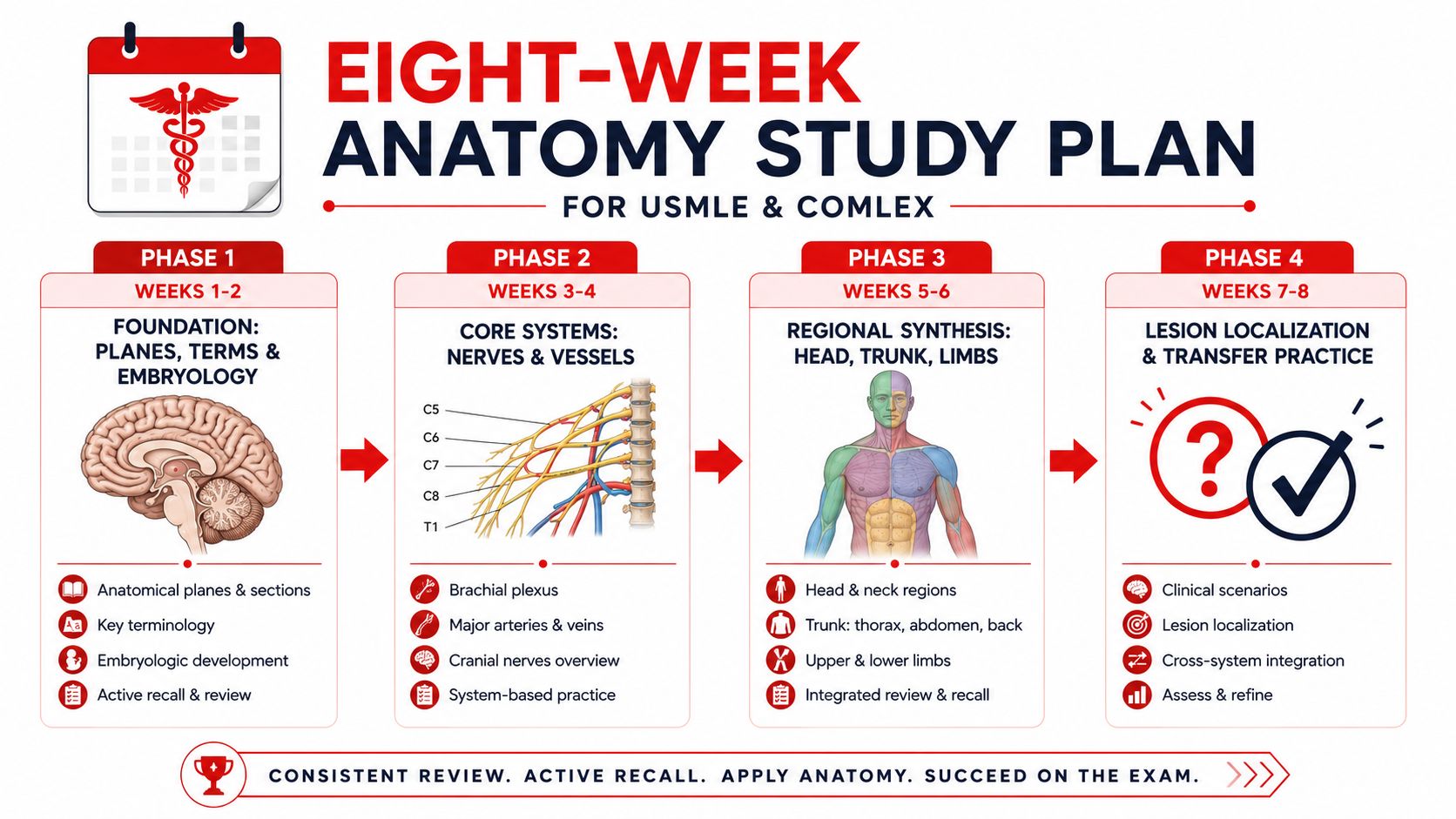 An eight-week anatomy study plan infographic for medical students preparing for the USMLE and COMLEX board exams.