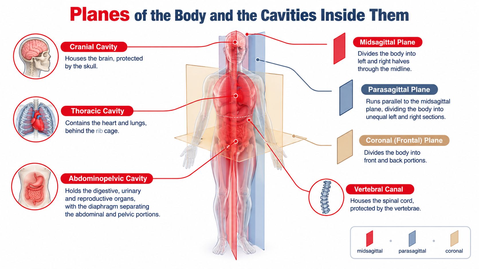 A diagram illustrating the anatomical planes and major body cavities within the human body structure.