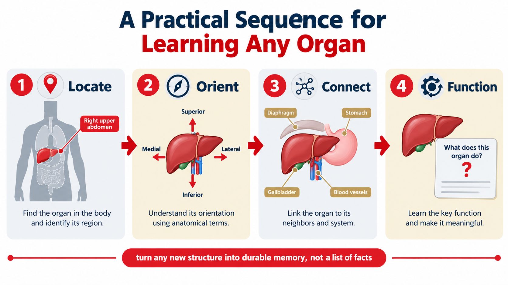 An educational infographic showing a four-step practical sequence for learning the anatomy of any human organ.
