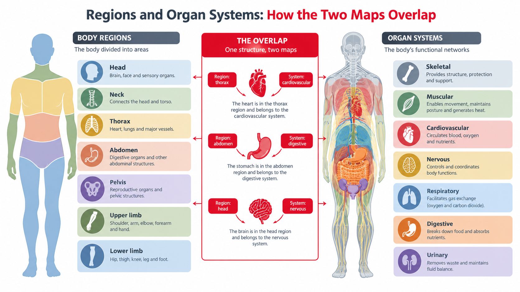 An educational diagram illustrating the anatomical body regions and human organ systems with example overlaps.