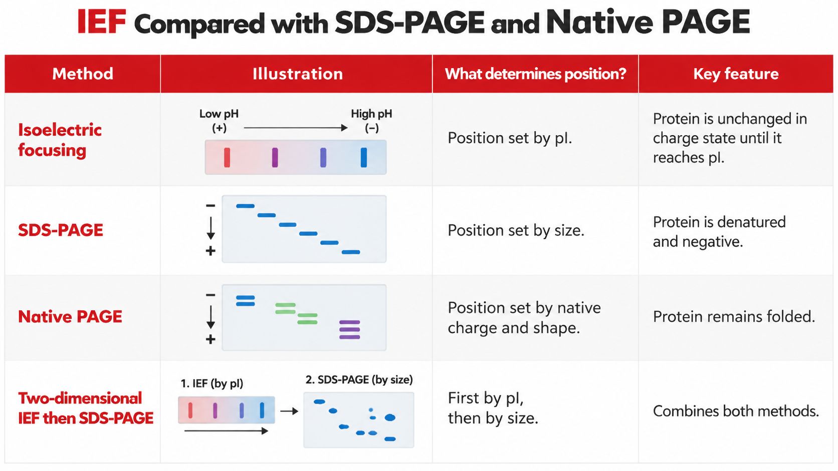 A table comparing Isoelectric focusing, SDS-PAGE, Native PAGE, and two-dimensional gel electrophoresis techniques based on various properties.
