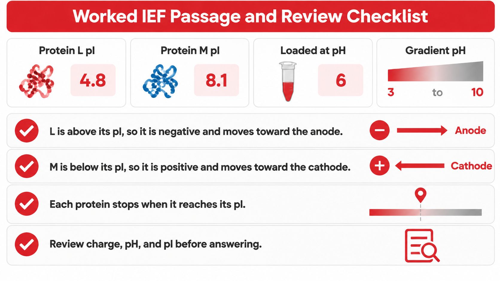An educational diagram explaining the process of isoelectric focusing for MCAT preparation with protein pH examples.