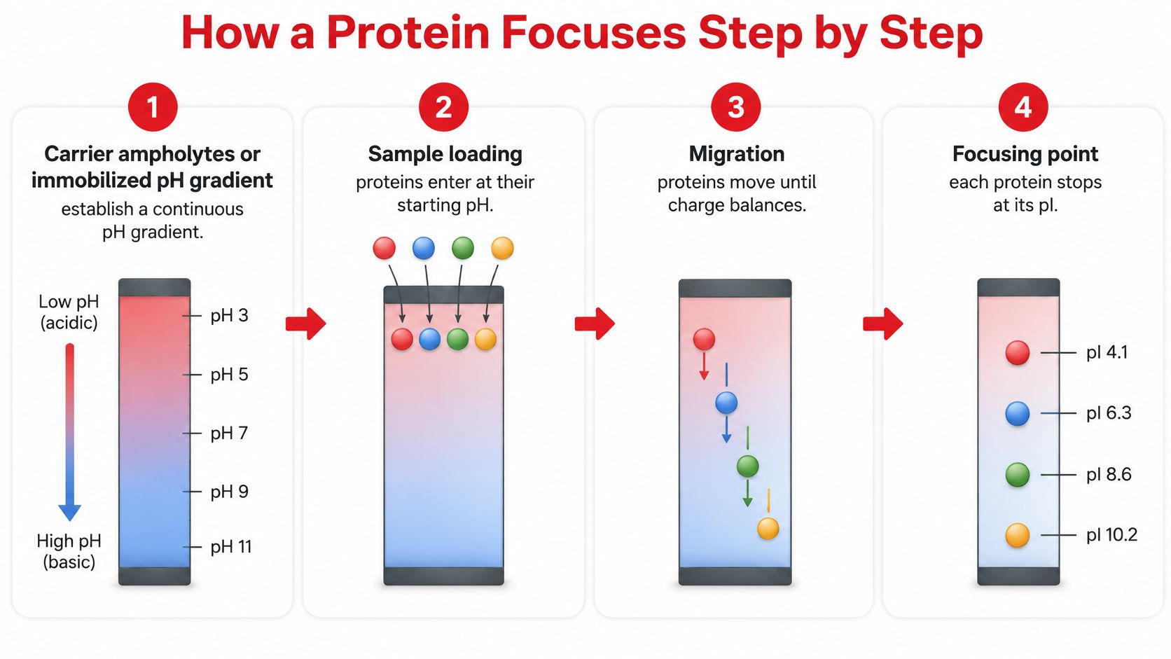 A four-step diagram illustrating the process of protein isoelectric focusing, showing migration based on pH gradients.